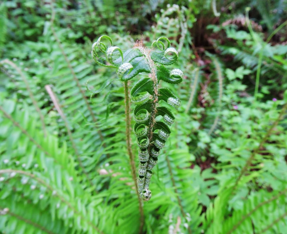 green ferns preview