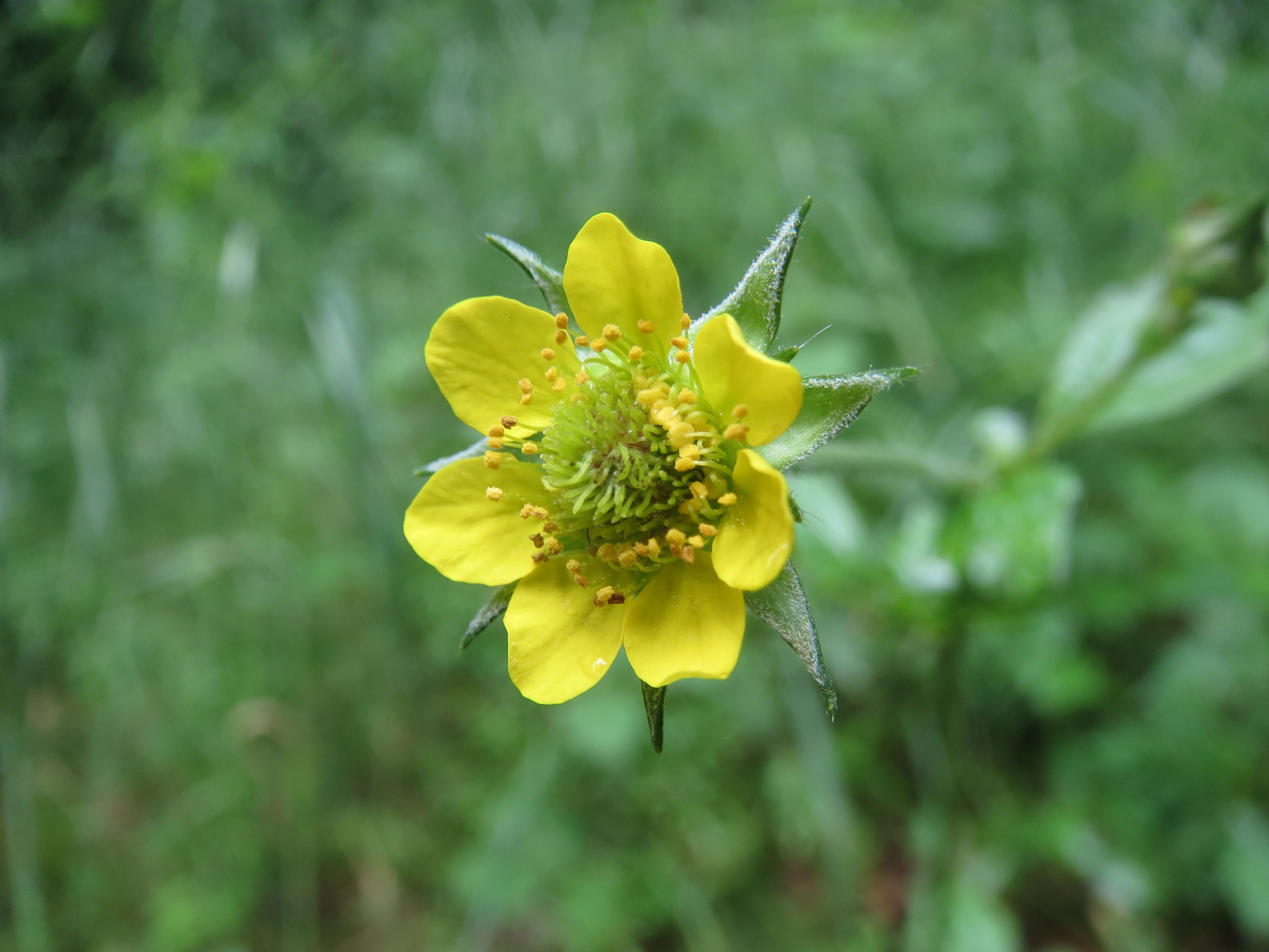 yellow and green flower
