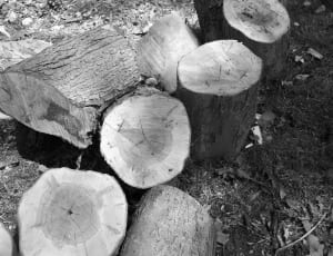 tree trunk lot thumbnail