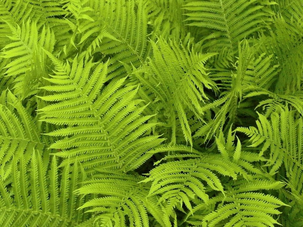 green fern plants preview