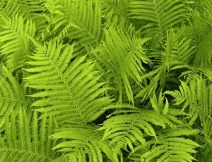green fern plants thumbnail