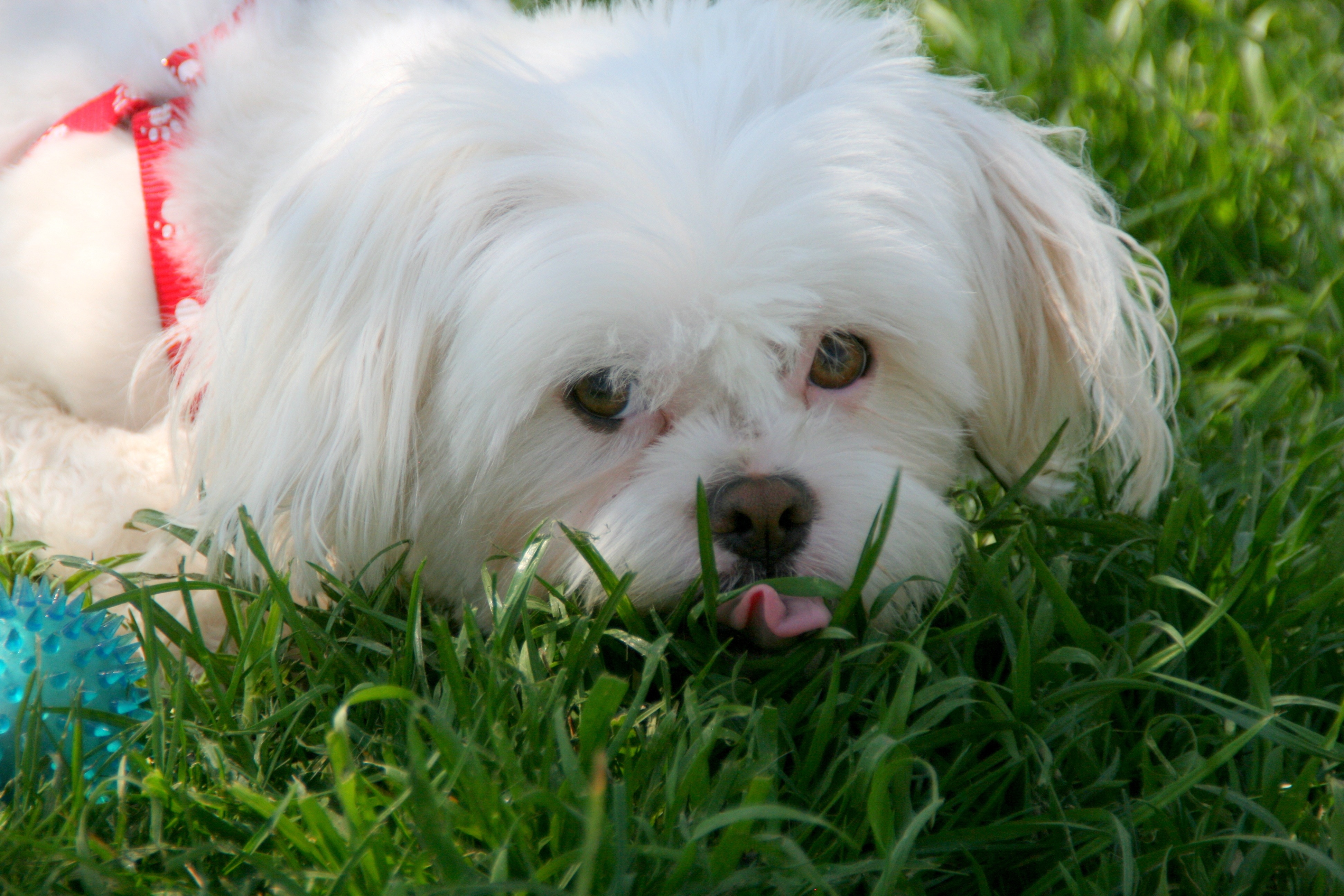 white havanese