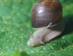 brown and beige snail thumbnail