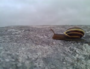 brown and gray snail thumbnail
