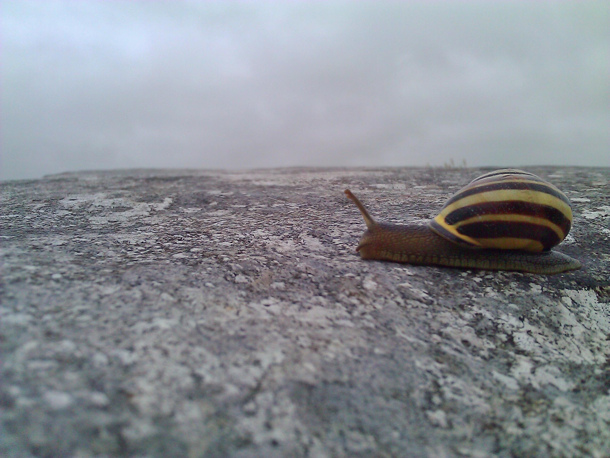 brown and gray snail