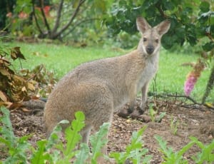 grey kangaroo thumbnail
