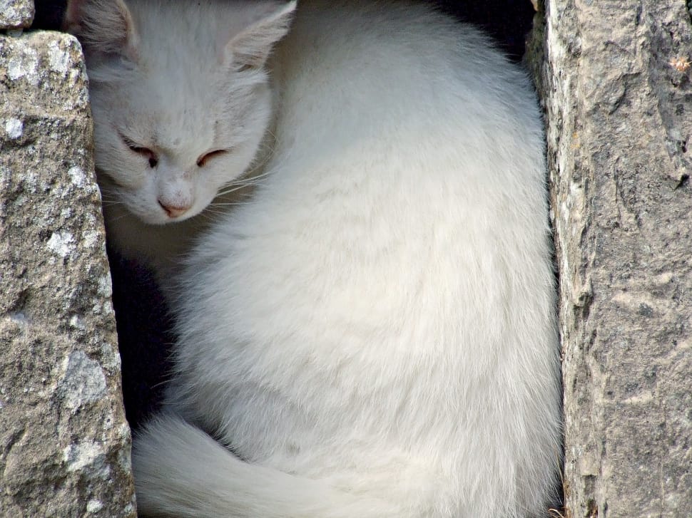 white cat on cube hole preview