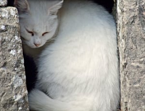 white cat on cube hole thumbnail