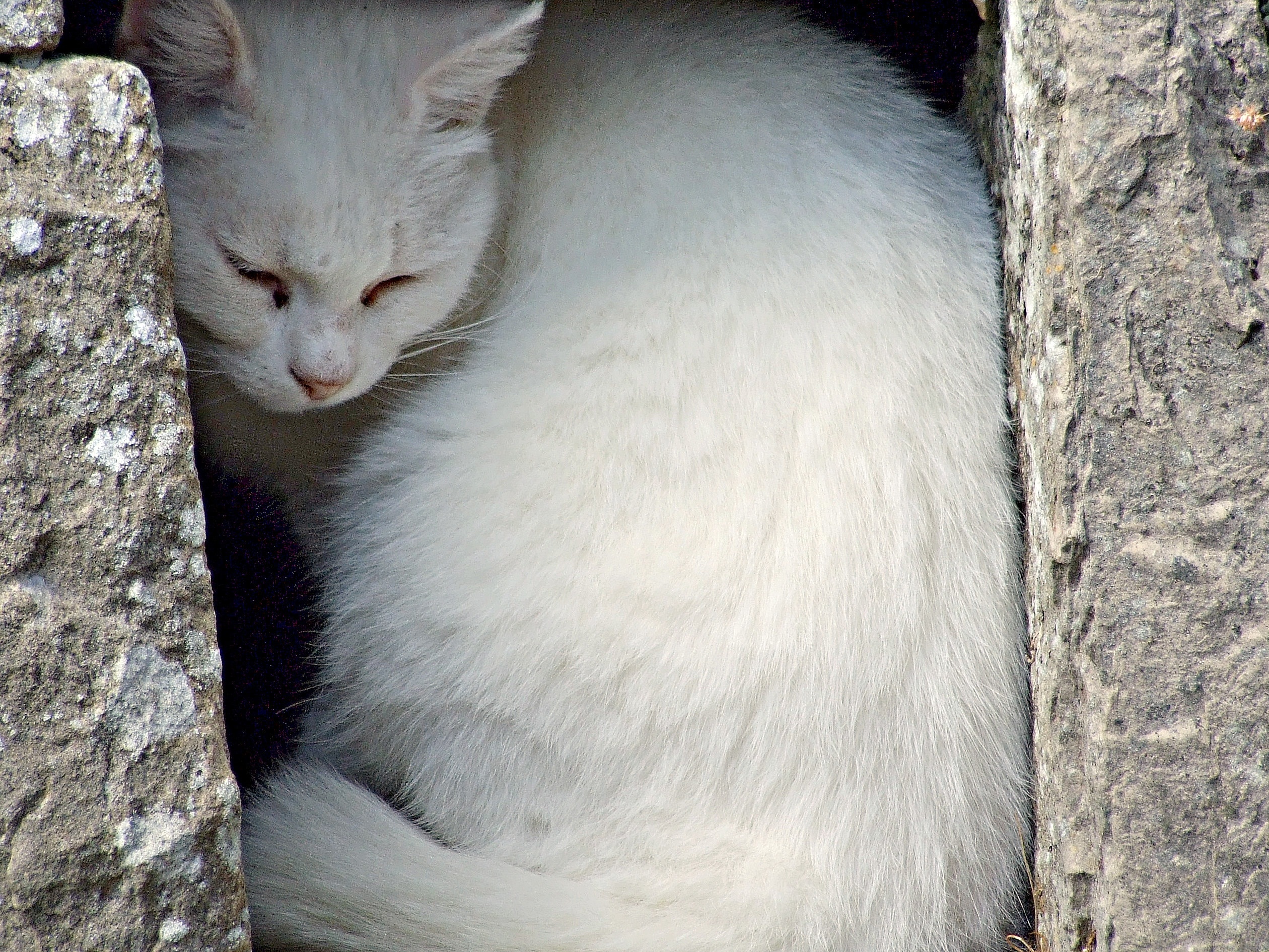 white cat on cube hole