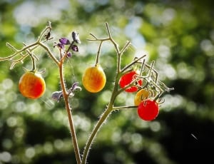 red and yellow round fruit thumbnail