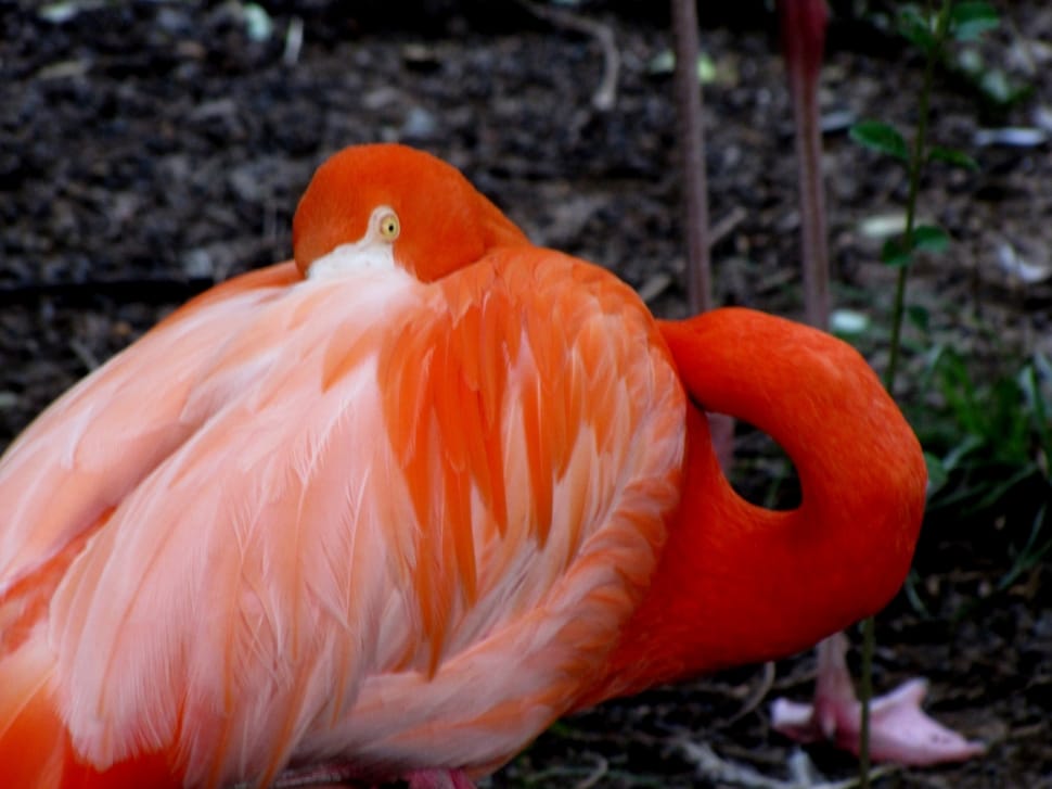 orange and white flamingo preview