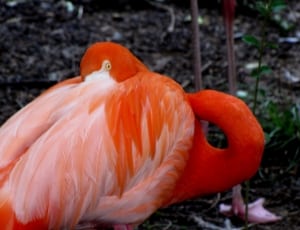 orange and white flamingo thumbnail