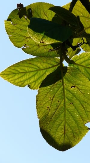 green leaf plants thumbnail