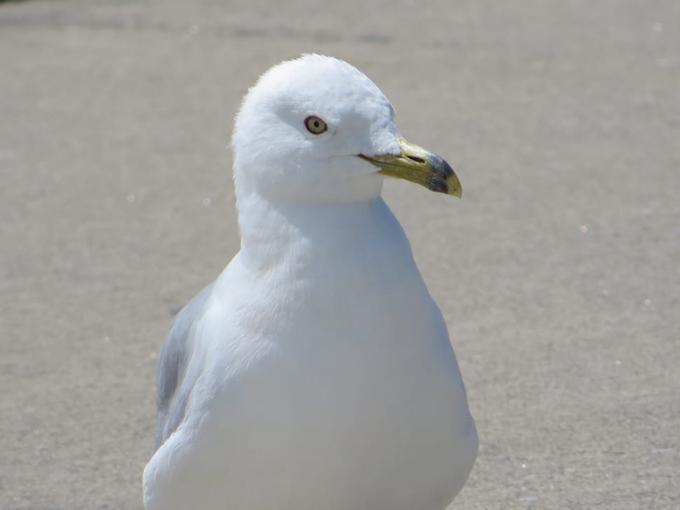 white seagull bird preview