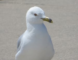 white seagull bird thumbnail