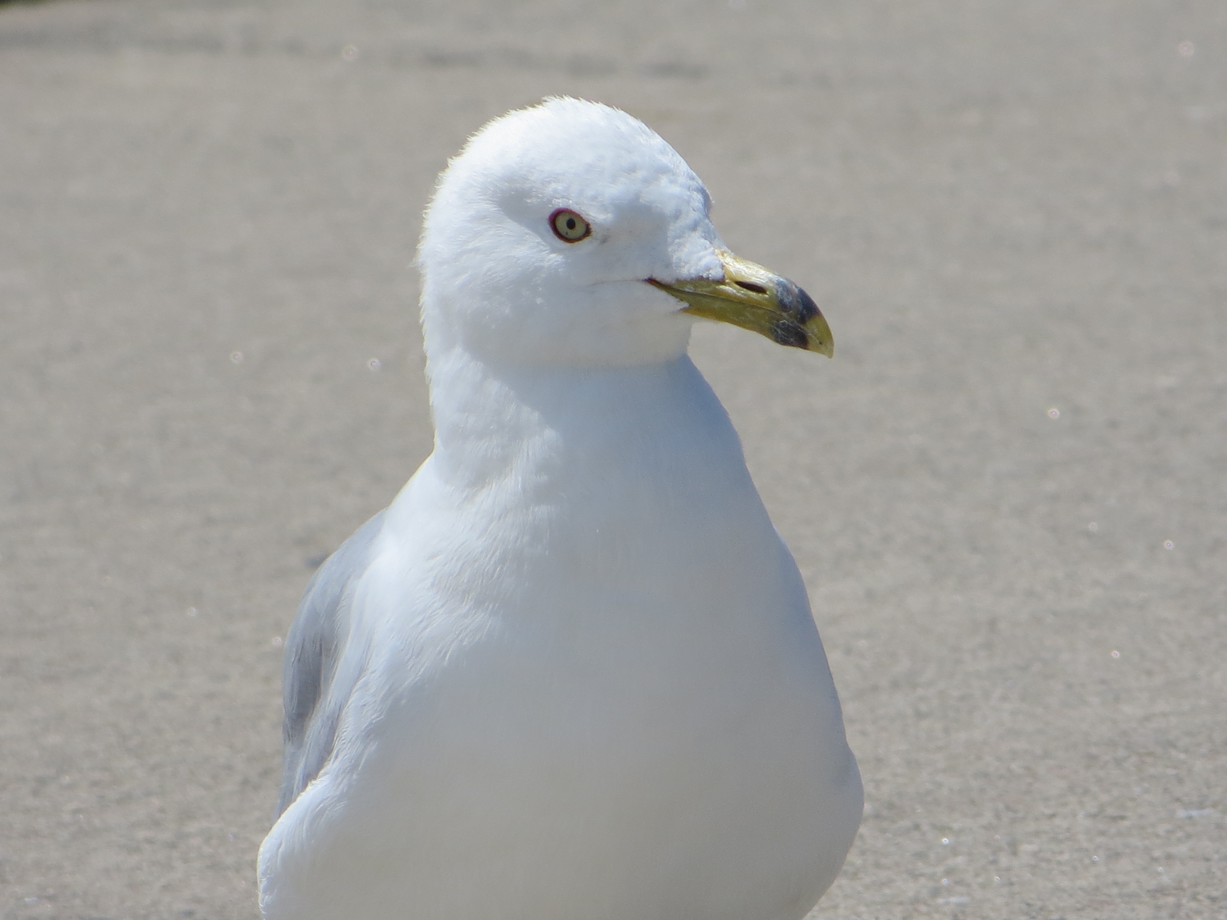 white seagull bird