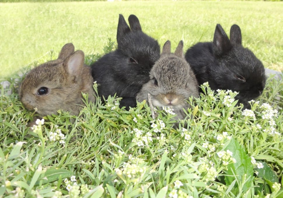 4 rabbit preview