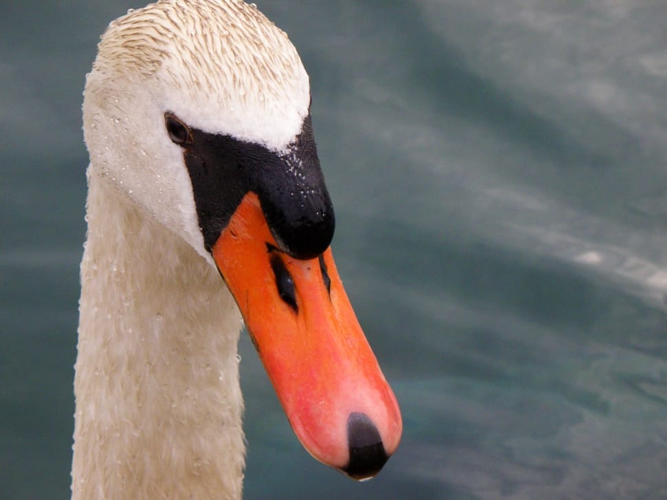 white mute swan preview