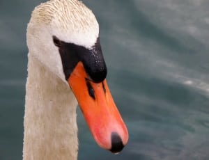 white mute swan thumbnail