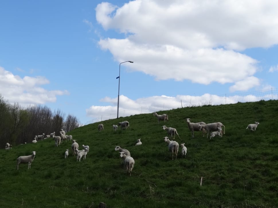 lambs roaming on grass plains during day time preview