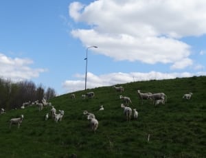 lambs roaming on grass plains during day time thumbnail