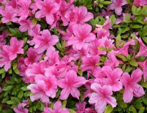 pink flower thumbnail