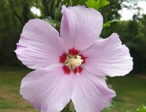 purple hibiscus thumbnail
