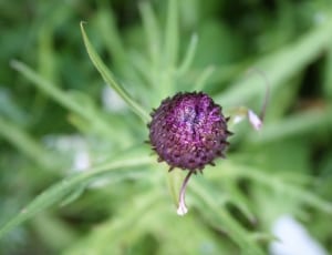 close photo of purple flower thumbnail