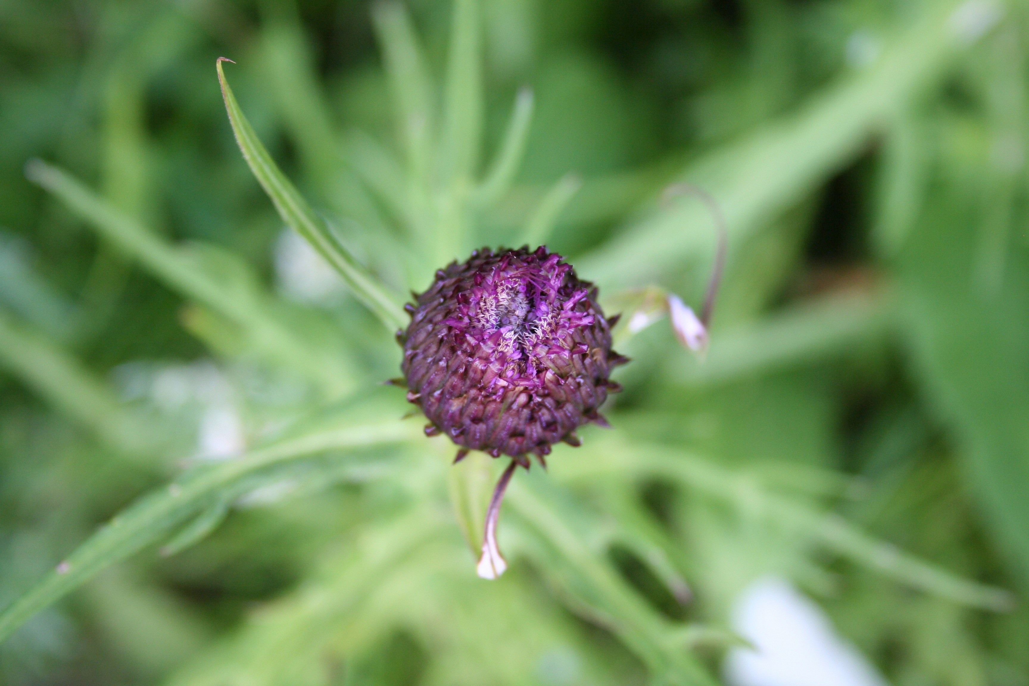 close photo of purple flower