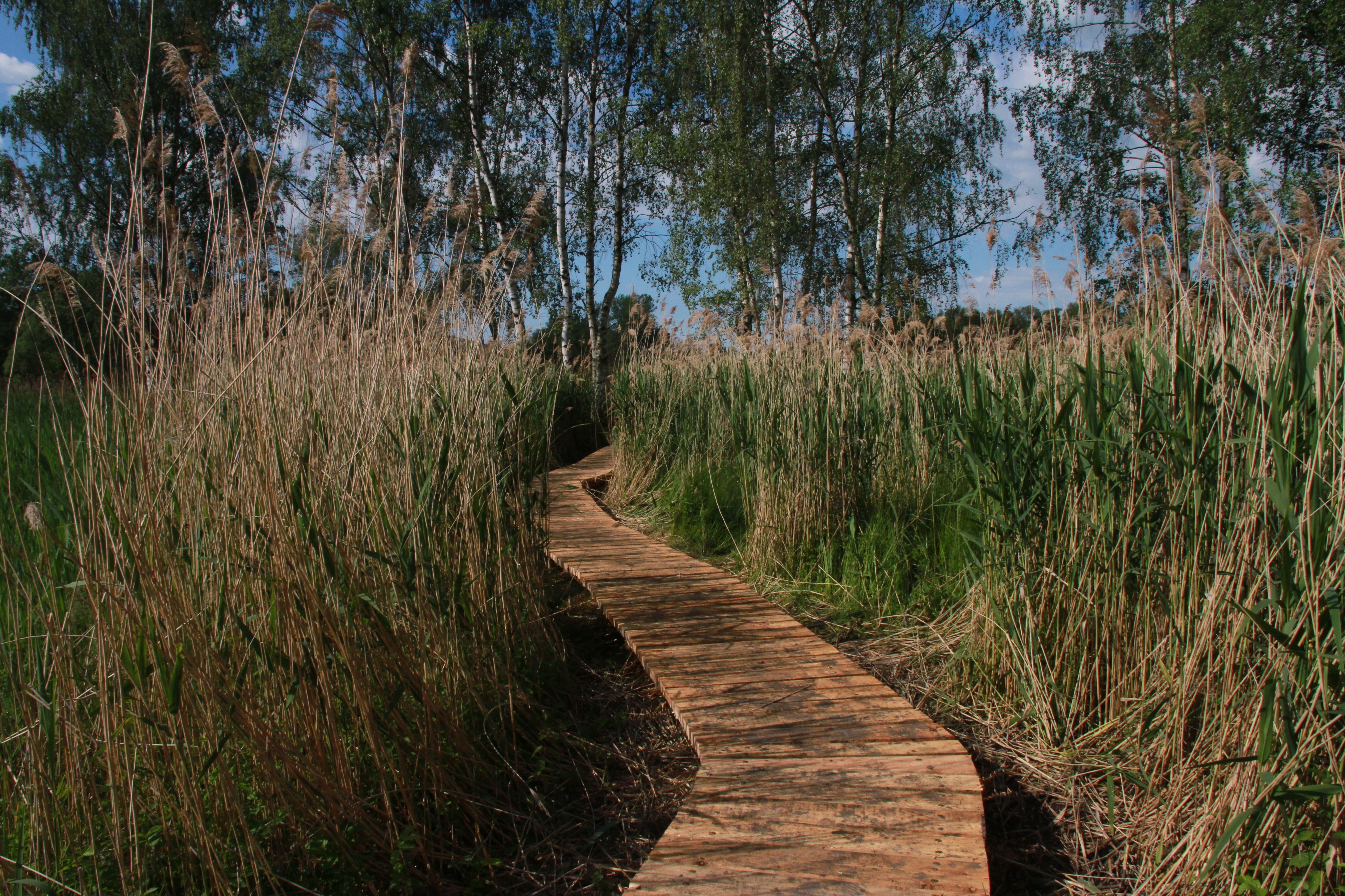 brown wood pathway
