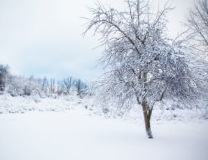 snow coated tree thumbnail