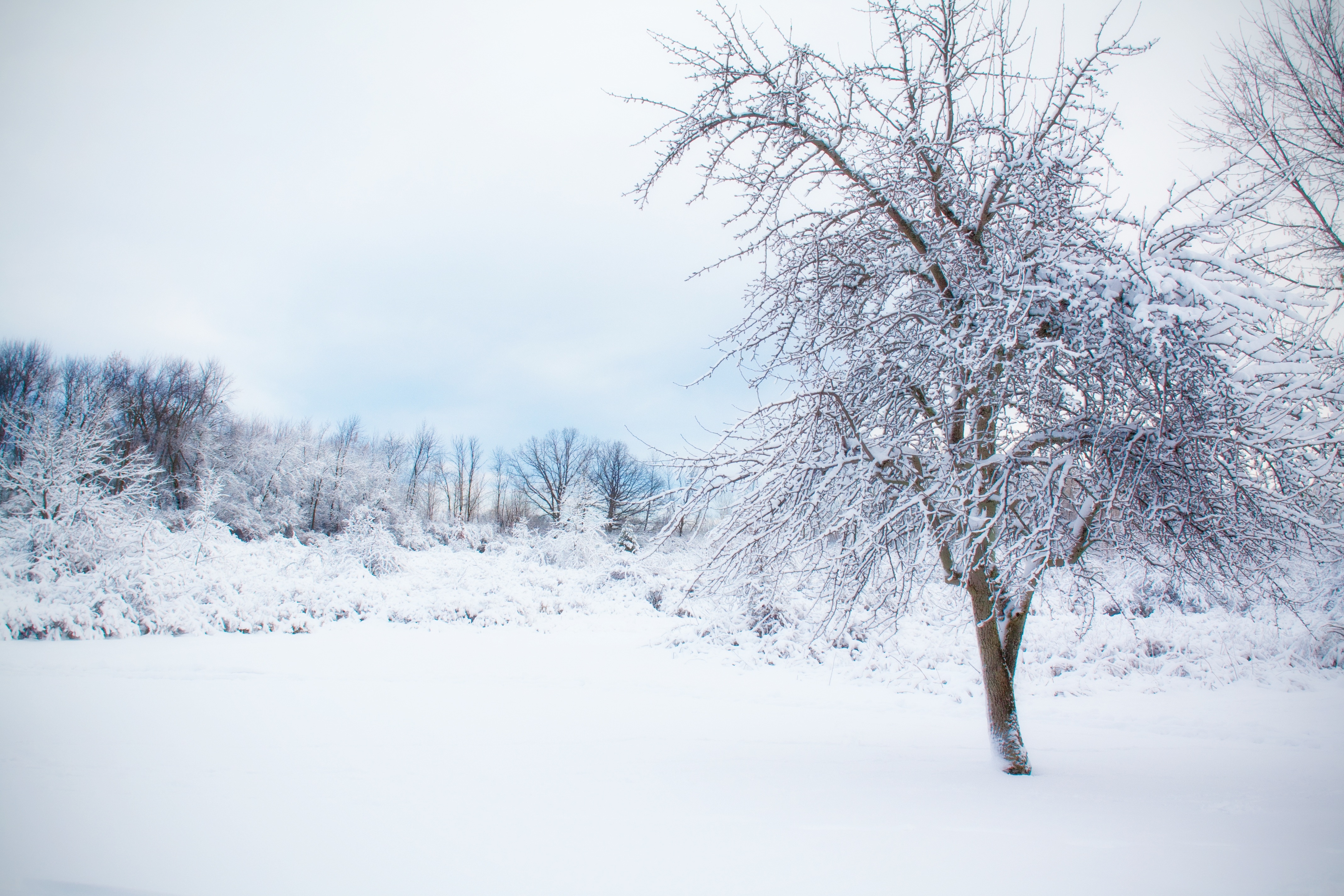 snow coated tree