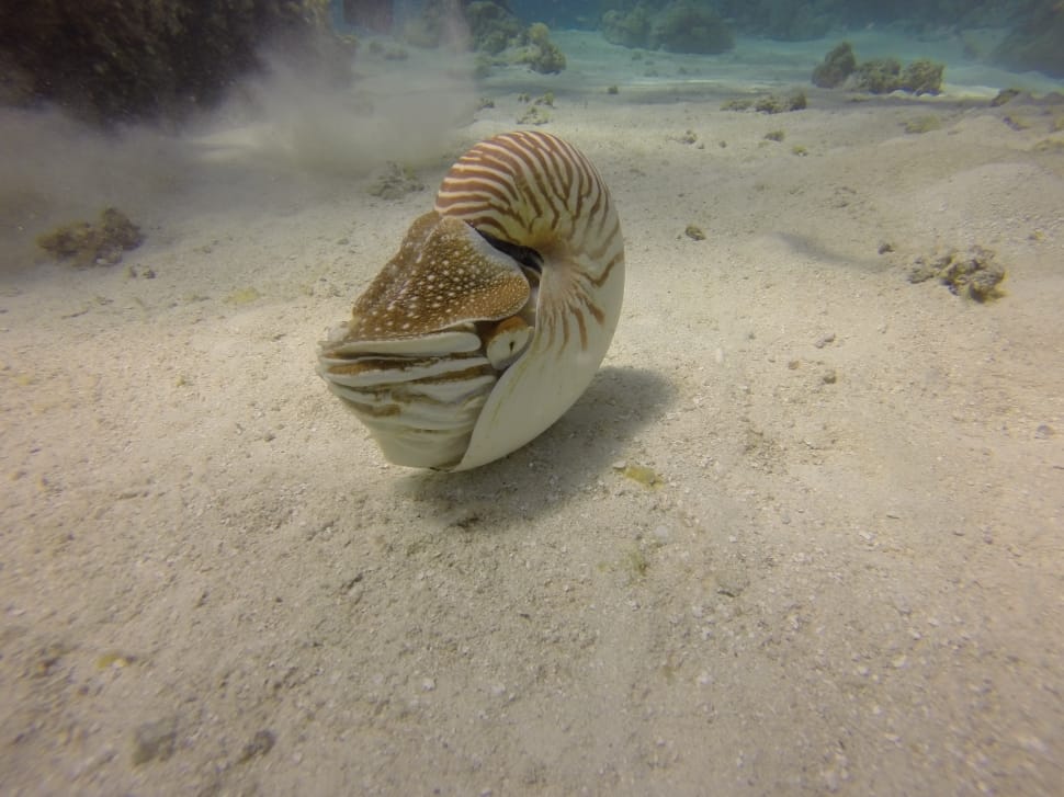brown and white seashell preview