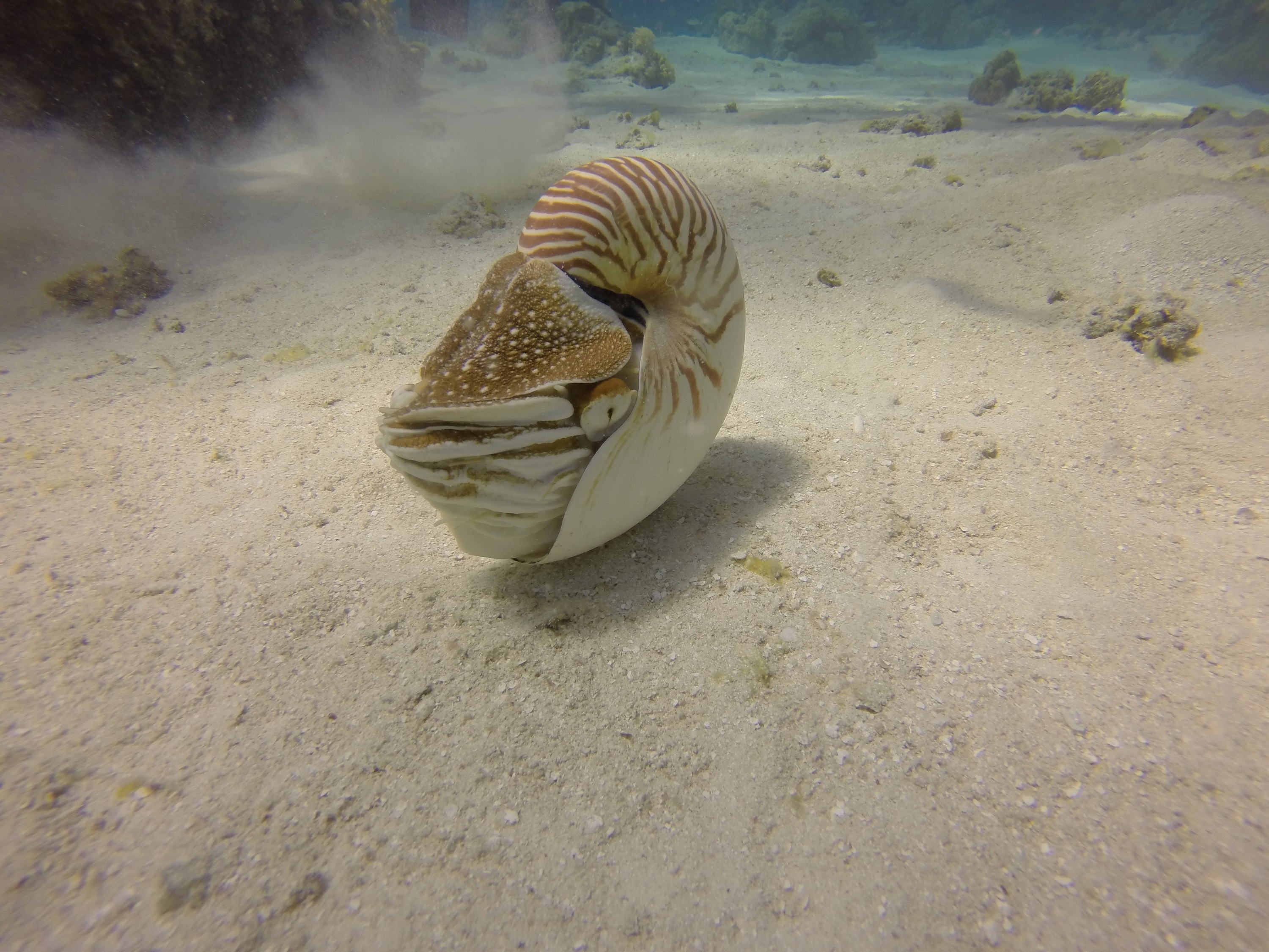 brown and white seashell