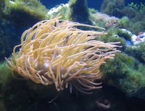 beige coral thumbnail