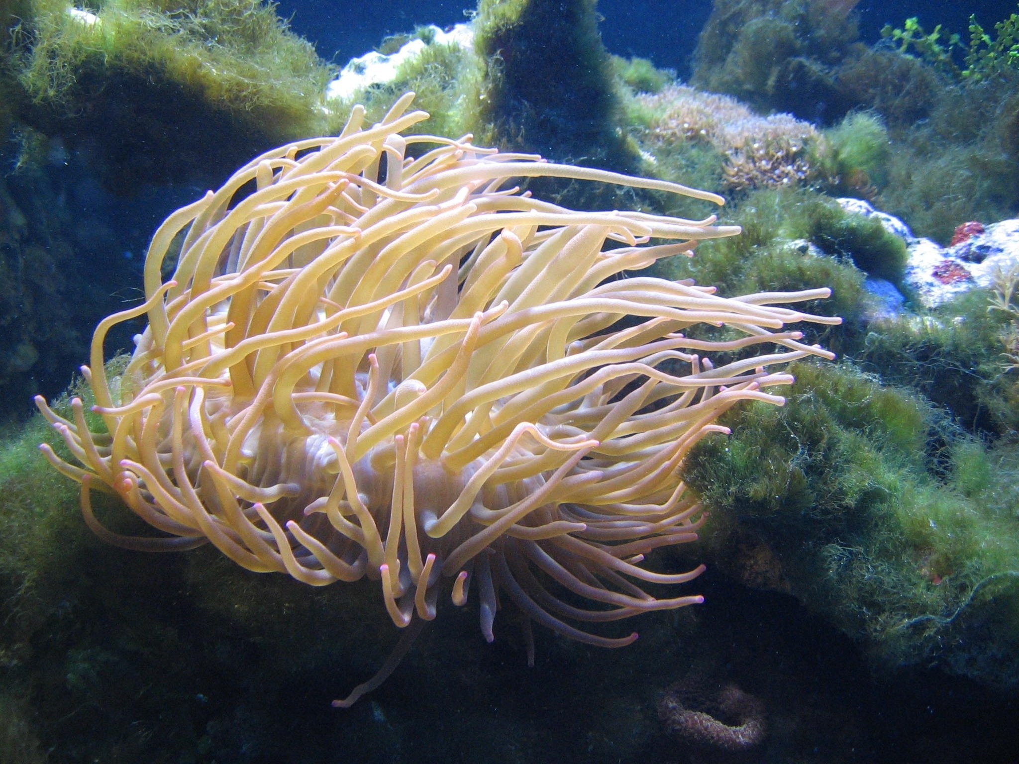 beige coral