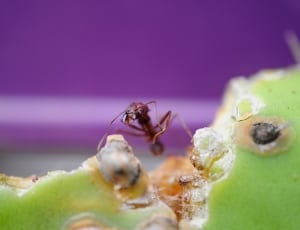 brown ant thumbnail