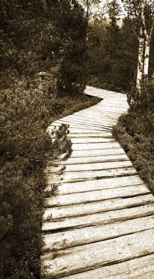 white and brown pathway thumbnail
