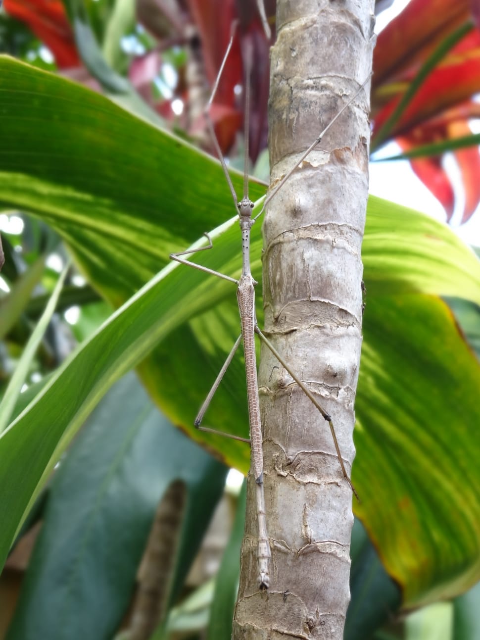 gray stick insect preview