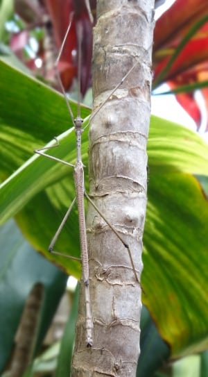 gray stick insect thumbnail