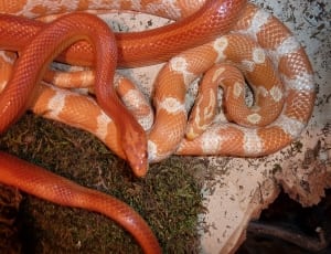 orange and white corn snake thumbnail