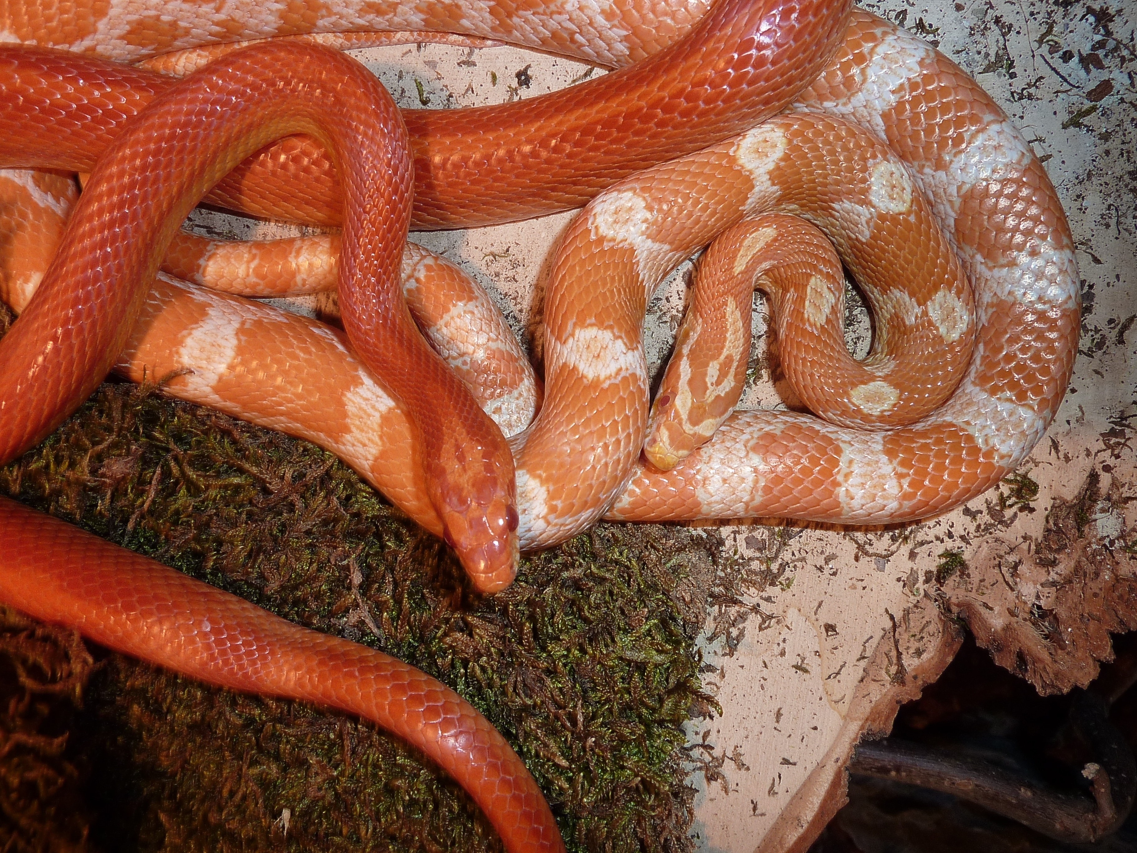 orange and white corn snake