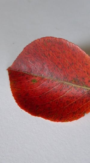 red short leaf on top of white surface thumbnail