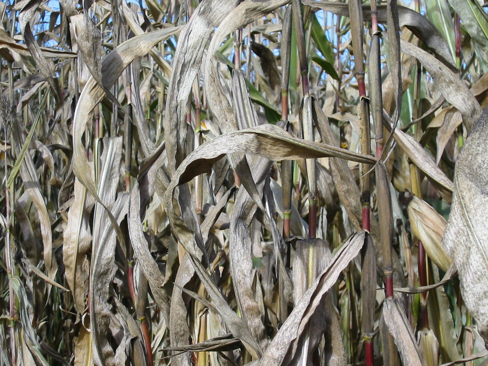 brown dried leaves corn field