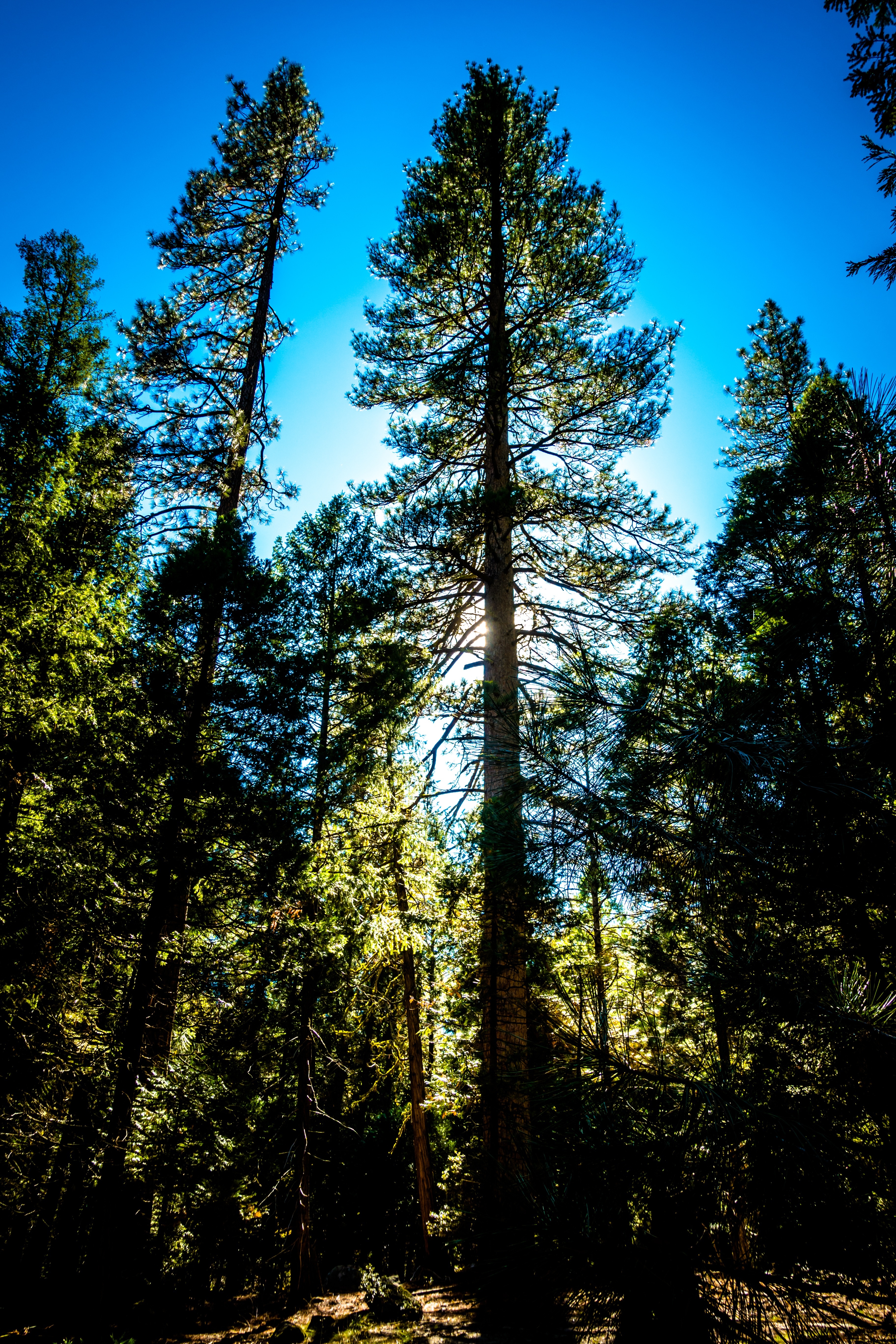 green leaved tree