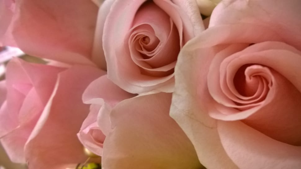 pink rose flowers preview