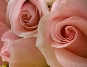 pink rose flowers thumbnail