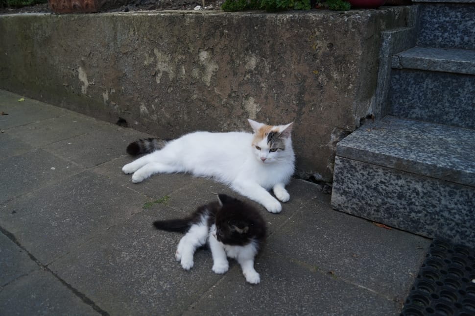 white short fur cat beside black and whtie short fur kitten near stairs preview
