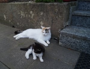 white short fur cat beside black and whtie short fur kitten near stairs thumbnail