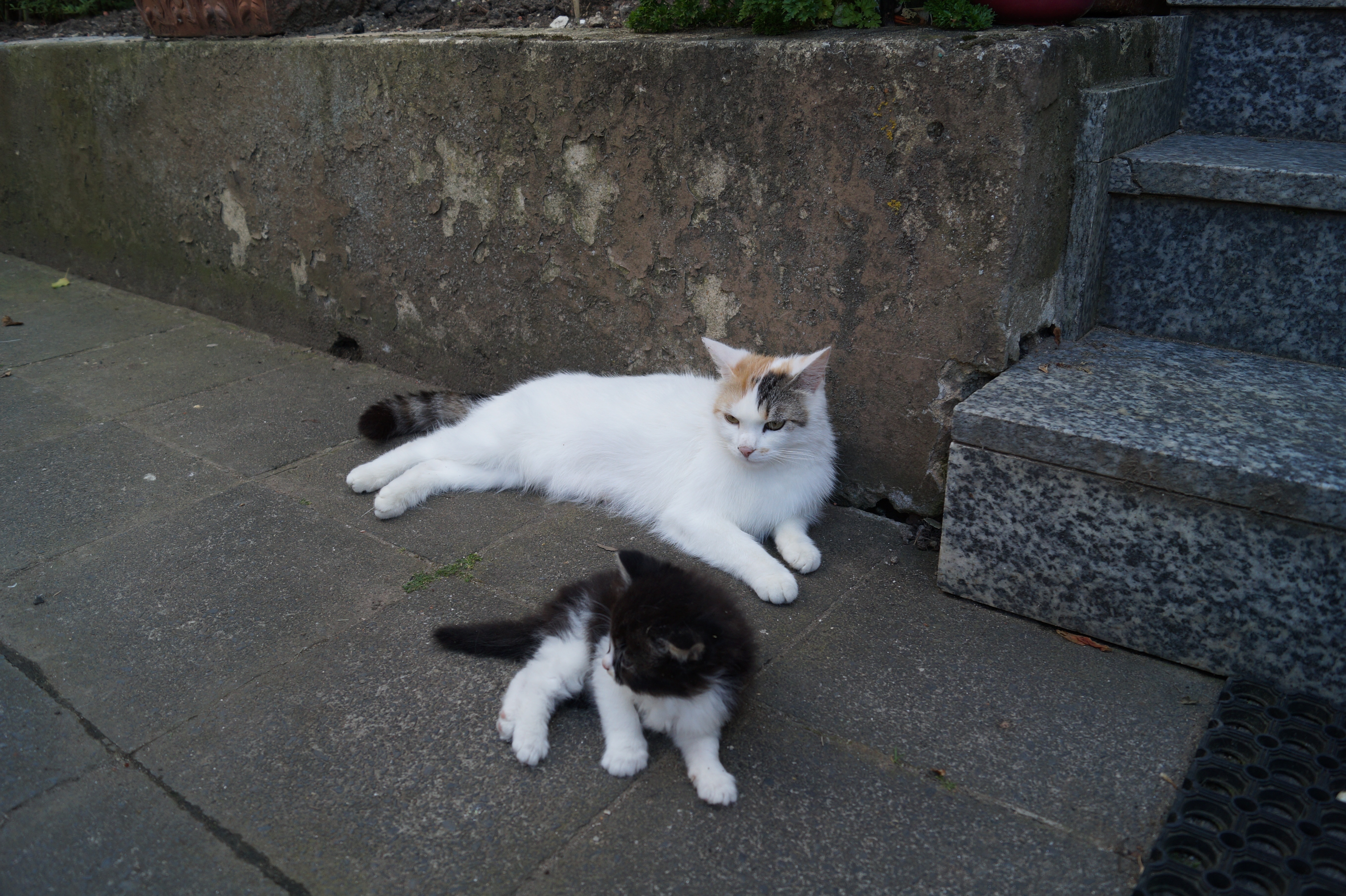 white short fur cat beside black and whtie short fur kitten near stairs